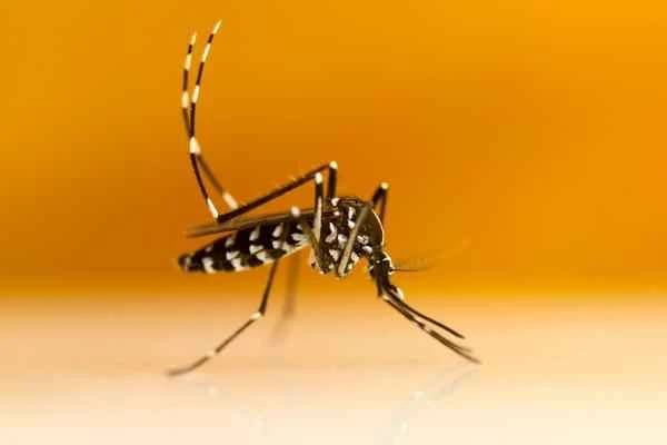 Animals that are peligrosos in España - Mosquito tigre