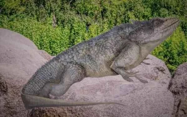 Reptiles of Colombia - Camaleón de Cundinamarca