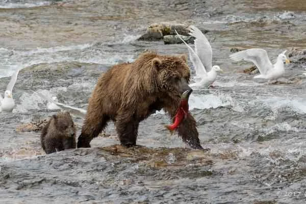 Oso grizzly: Qué come y características - Alimentación del oso grizzli