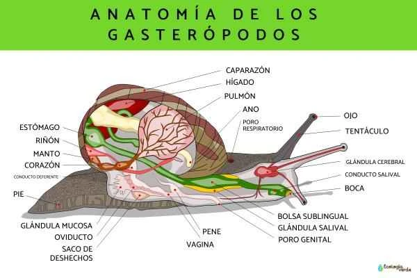 Qué son los gasterópodos: Tipos and características - Características de los gasterópodos