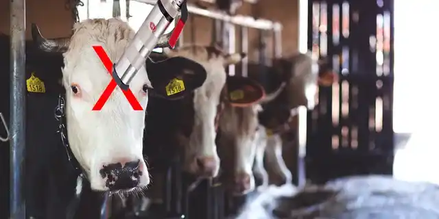 Is killing animals humane? A comprehensive analysis