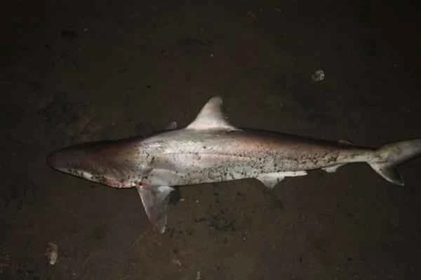 Endangered shark – small tail shark