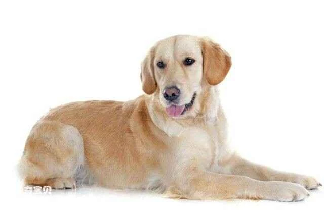 Top 10 most suitable pet dogs in the world