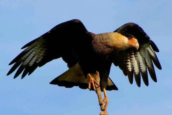 Especies endémicas de Baja California - Caracara de Guadalupe (Polyborus lutosus)