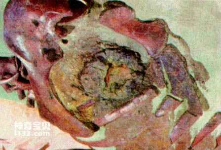 Fossil of a dinosaur heart discovered in the United States
