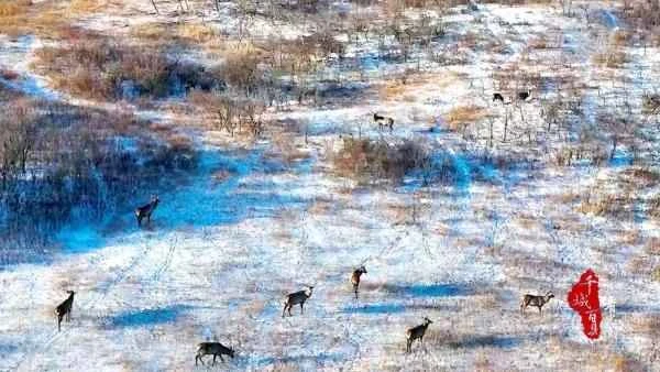 Herds of red deer have appeared on the Baiyinxile Grassland in Inner Mongolia, indicating a continuous improvement in the ecological environment.