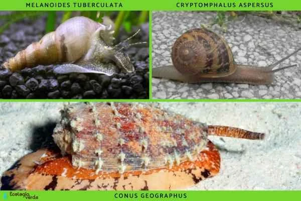 Quéson los gasterópodos: Tipos and características - Alimentación de los gasterópodos