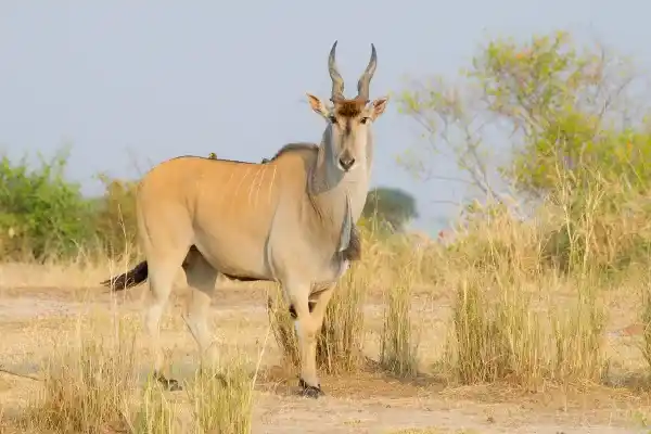Eland: Physical characteristics, distribution, diet, behavior, reproduction, and conservation status of Africa's largest antelope.