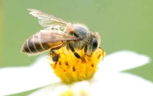 Two secrets about bees: Bees are both "academic superstars" and expert eavesdroppers.