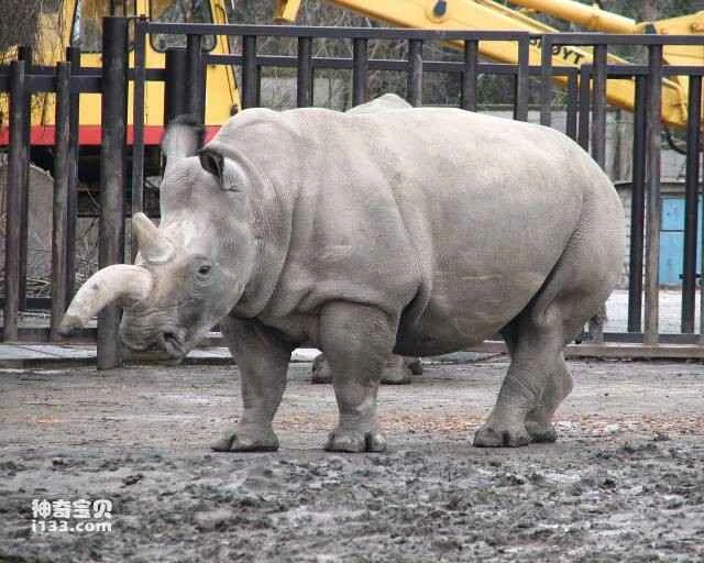 The world's ten most endangered animals due to human hunting