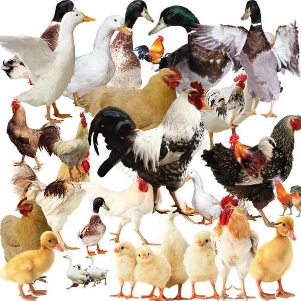 Why do animals contain abundant zinc? Exploring the importance of zinc for animal health.