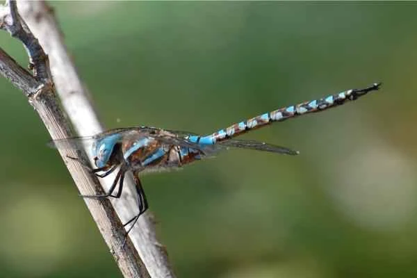 Dragonfly Species - Buenos Aires Sheriff