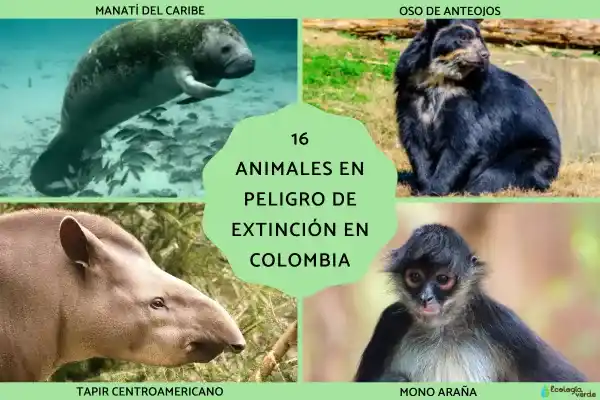 16 endangered animal species in Colombia