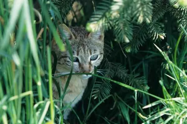 Indian animals - wildcat or Felis silvestris ornata