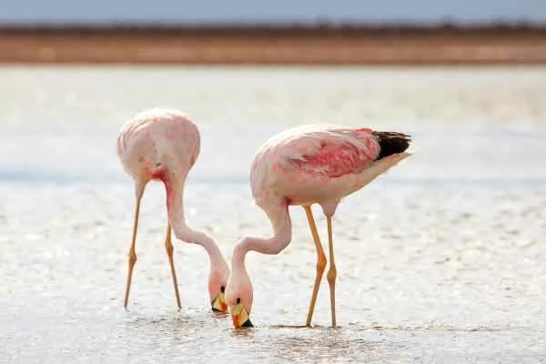 Animales de la sierra peruana - Flamenco andino (Phoenicoparrus andinus)