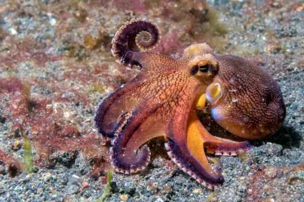 Pulpos venenosos - Pulpo del coco (Amphioctopus marginatus)