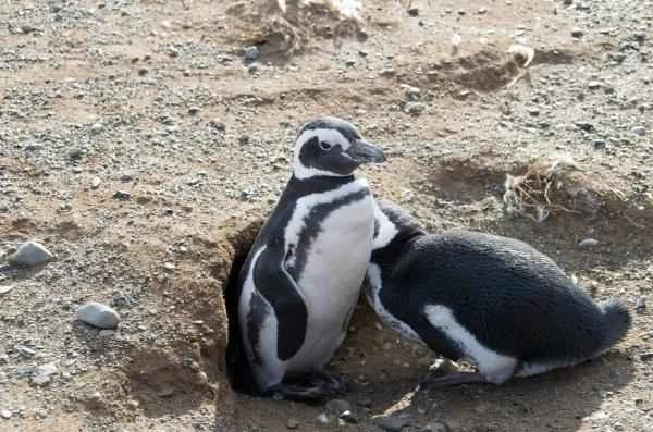 Animals of Patagonia - Pingüino of magallanes