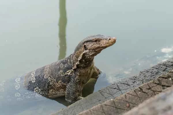 Types of lizards - Water monitor lizard