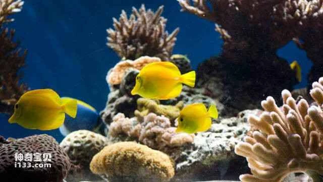 Tropical fish keeping techniques