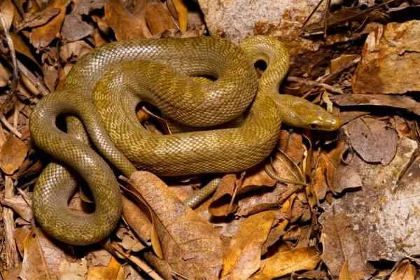 Serpientes de Yucatán - Serpiente ratonera de Yucatán (Pseudelaphe phaescens)
