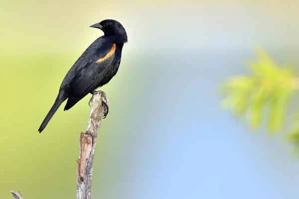 Blackbird species - Red-shouldered Blackbird (Agelaius assimilis)