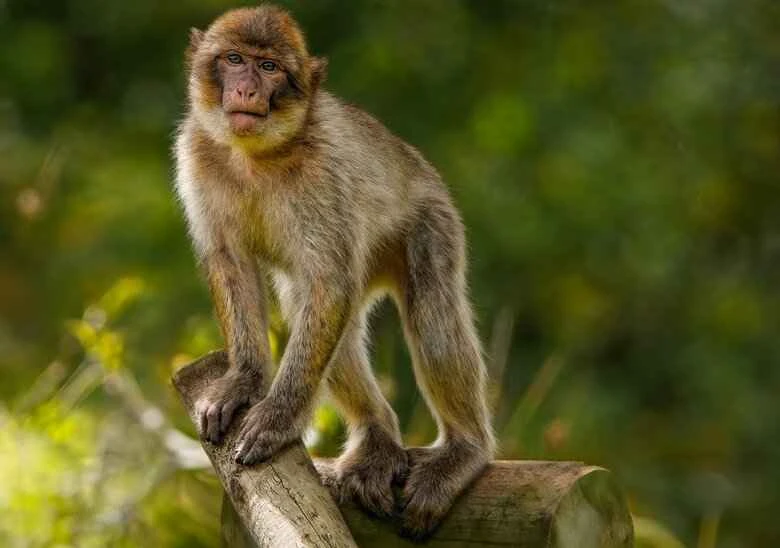 Monkeys: Diversity and Intelligence of Primates
