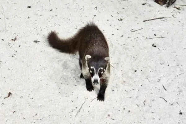 Especies endémicas de Quintana Roo - Coatí isleño (Nasua narica nelsoni)