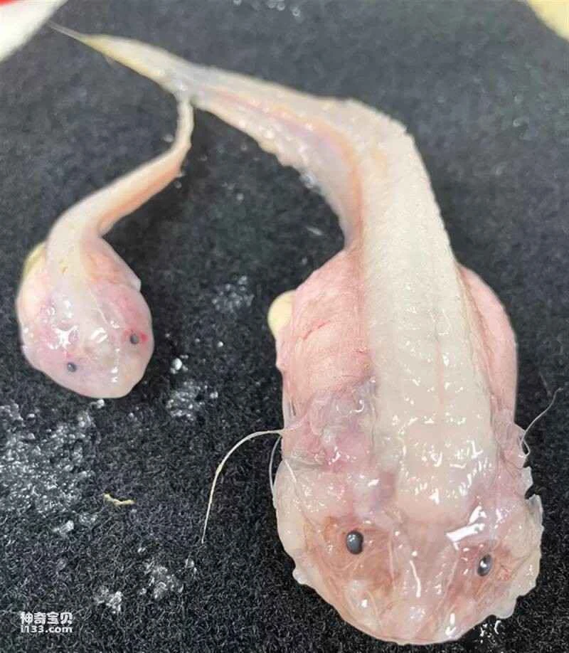 Snail-like fish discovered in the deep sea off Japan (melts rapidly upon reaching the shore).