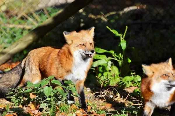 Animales que saltan alto - Zorro rojo (Vulpes vulpes)