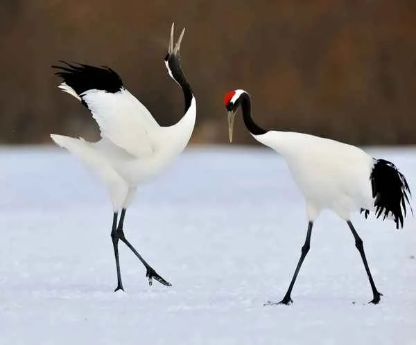 The longest-living birds on Earth: two species of birds that are among the longest-living.