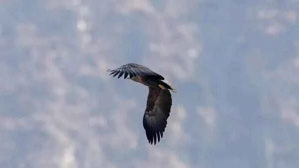 White-tailed eagle, a Class I protected animal in China, has been discovered in Longnan.