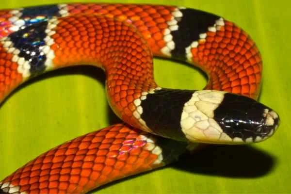 Animales venenosos de México - Coralillo (Micrurus distans)