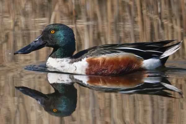 Types of ducks - Shovel duck