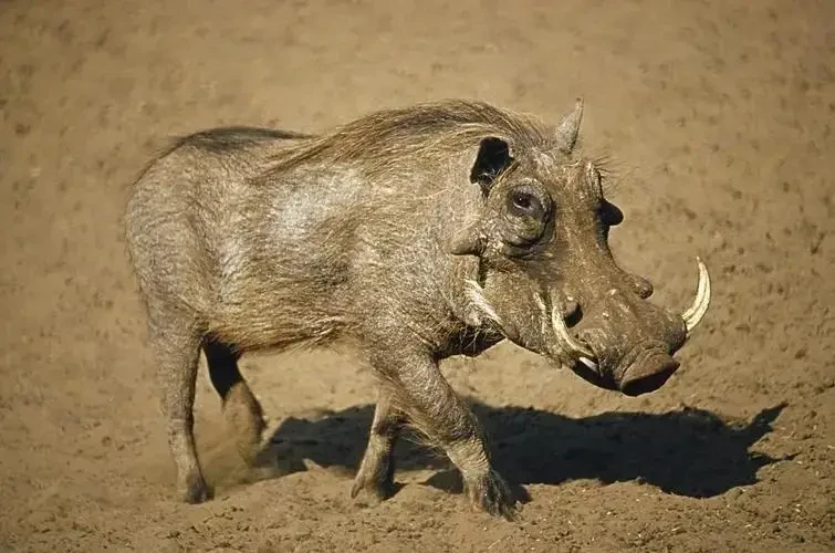 Warthogs: Survival Masters of the Grasslands and Jungles