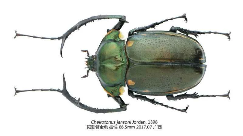 The Rainbow-armed Beetle: A mysterious beetle once declared extinct but frequently reappearing.