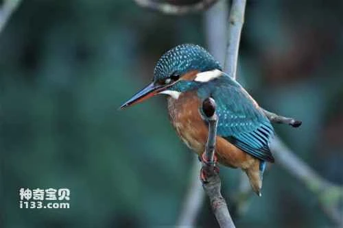 Detailed introduction to kingfishers and their habits (detailed introduction)