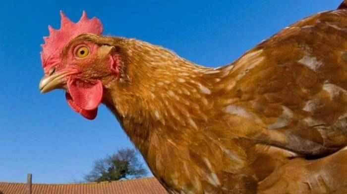 Chickens are more intelligent than you might imagine.