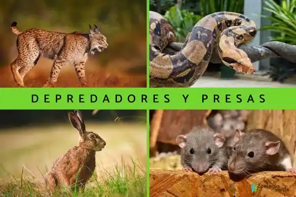 Predators and Prey: Definitions, Characteristics, and Examples