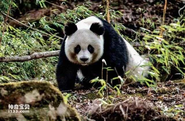 Is a panda a bear or a cat? (A panda is a panda.)