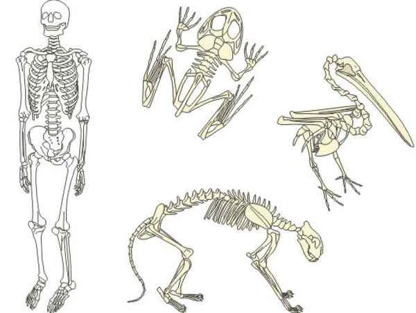 Human skeletons vs. animal skeletons: A comprehensive comparative analysis