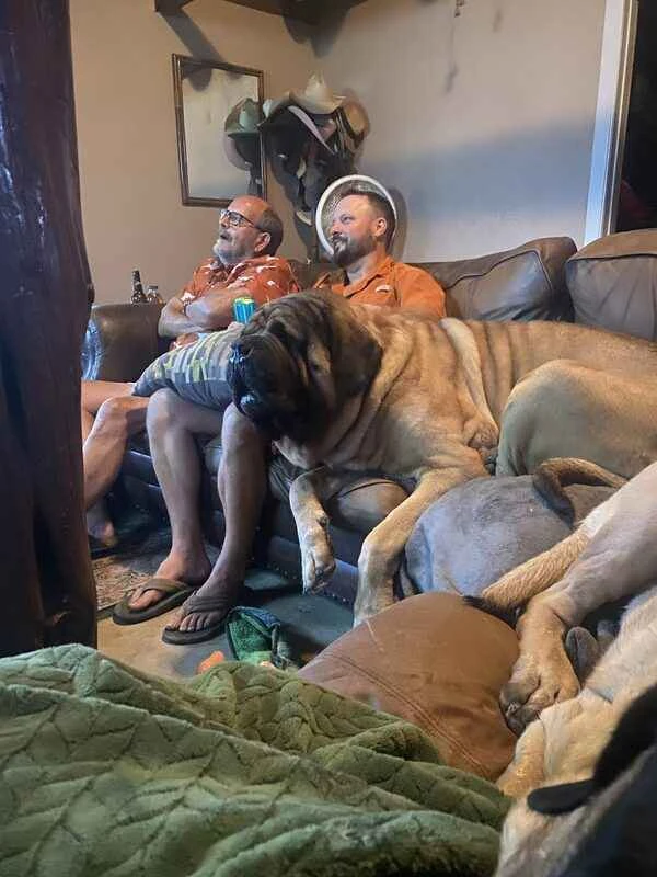 From Giant Dogs to Miniature Dogs: Explore the World's Largest and Smallest Dog Breeds