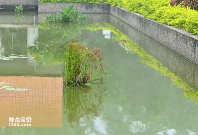 Wild bamboo rats were rescued and released back into the wild.